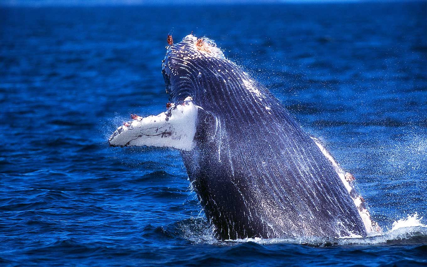 5 Hawaii Whale Watching Tips for an Unforgettable Adventure.