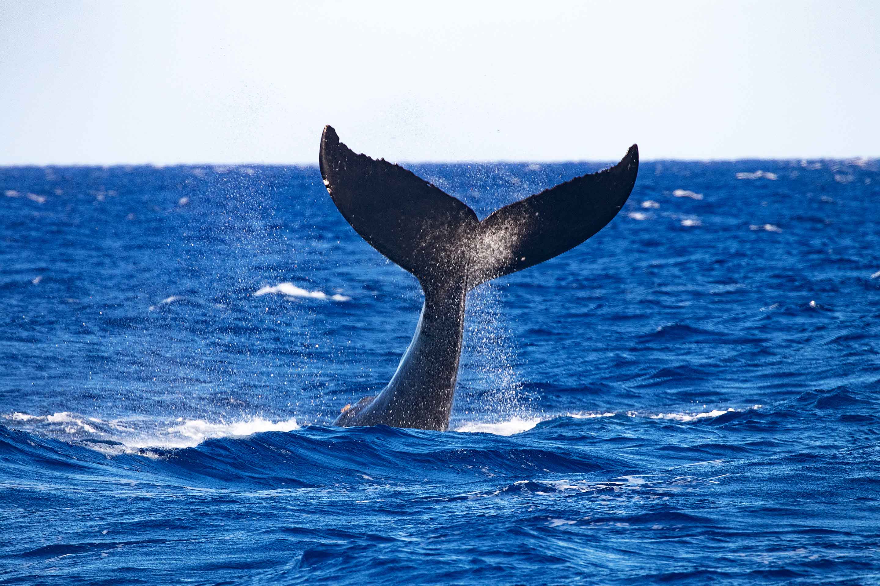 Whale tail slap seen on Na Pali tours.