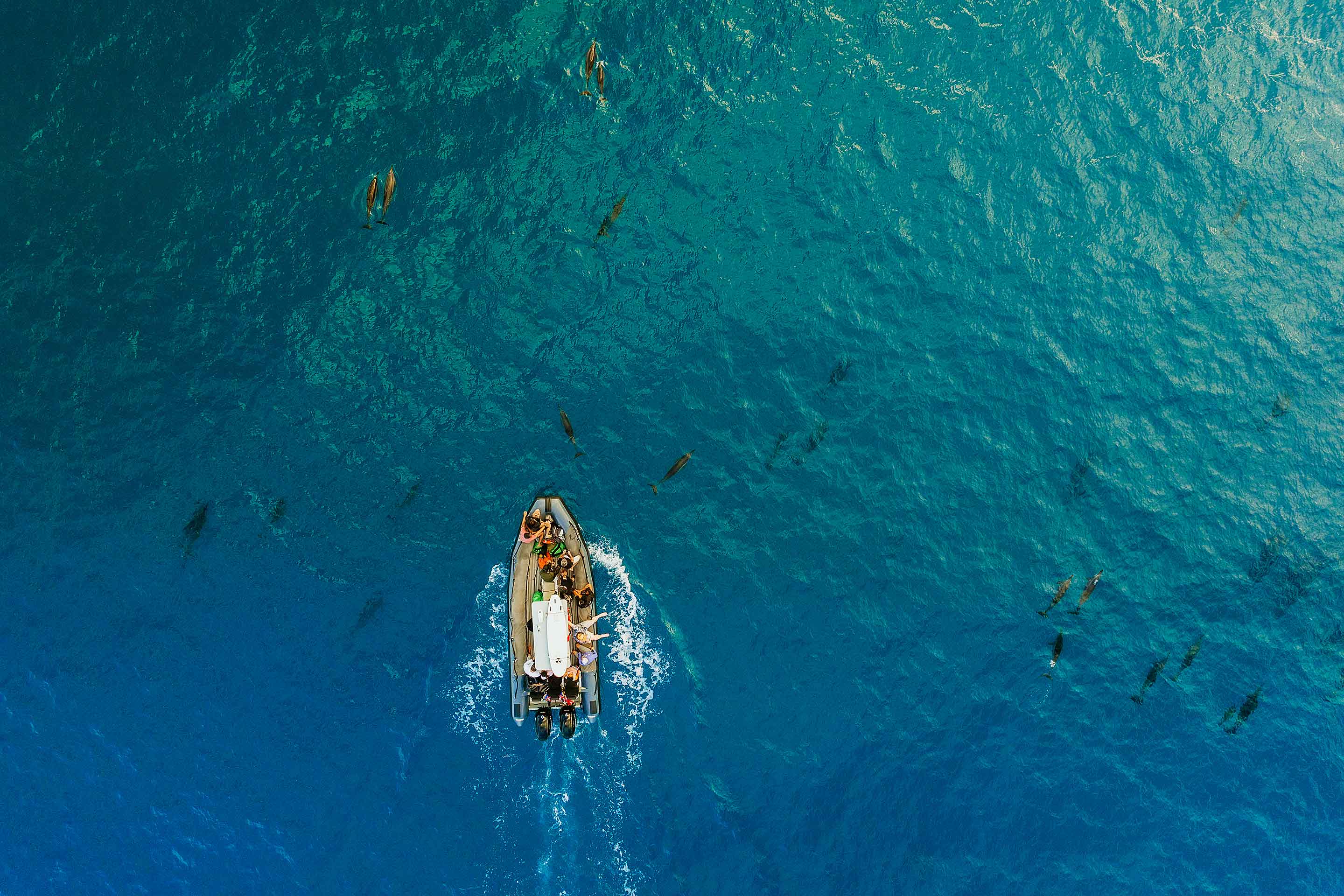 Aerial of dolphins surround Kauai NaPali Coast boat tour.