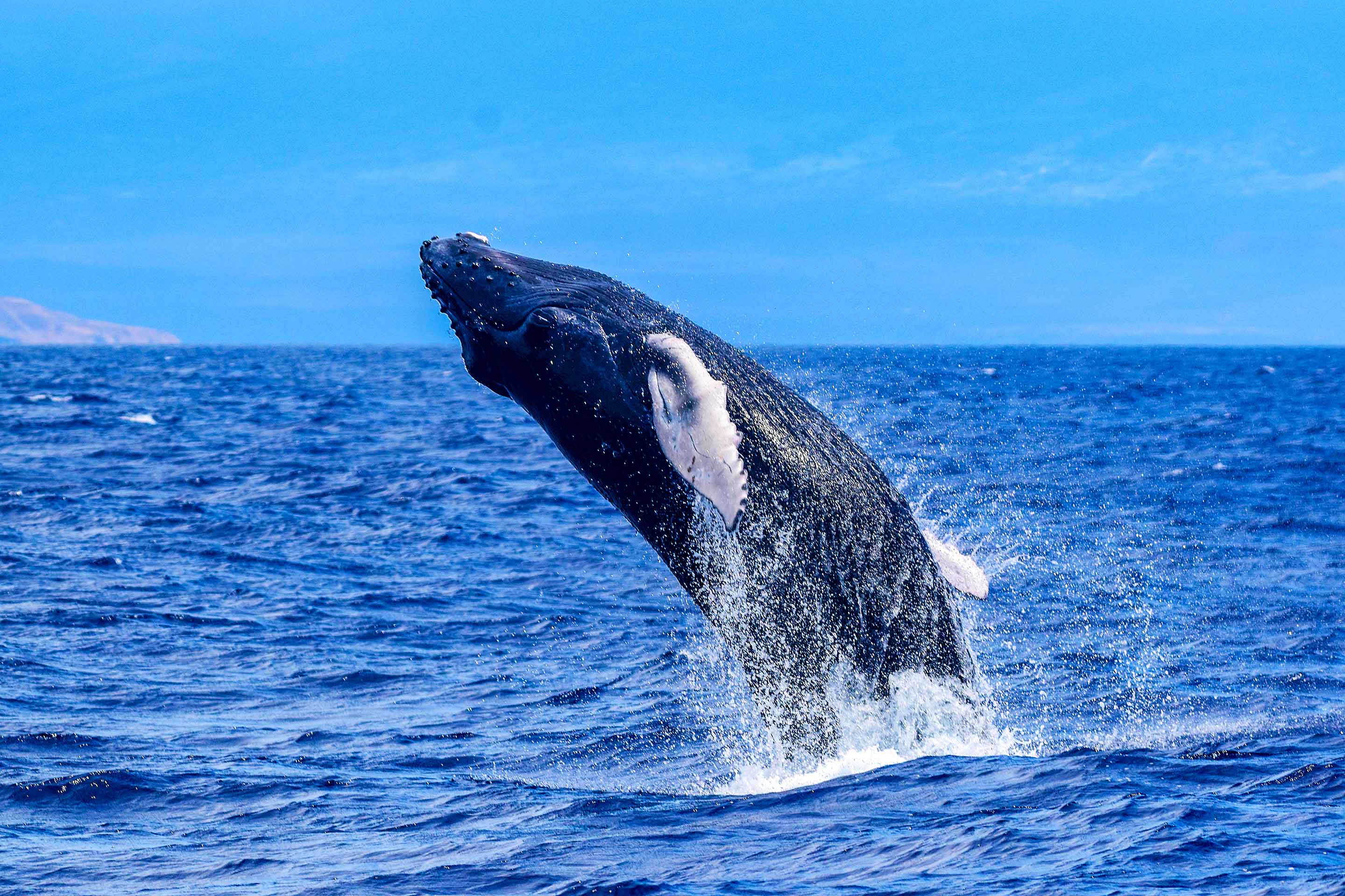Humpback whale breaches off the shores of Kauai