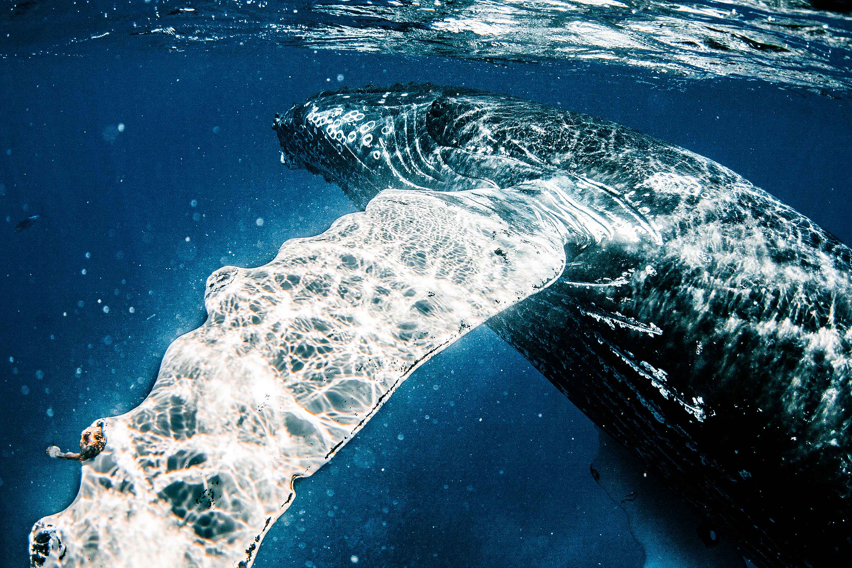 Old giant humpback whale underneath the water