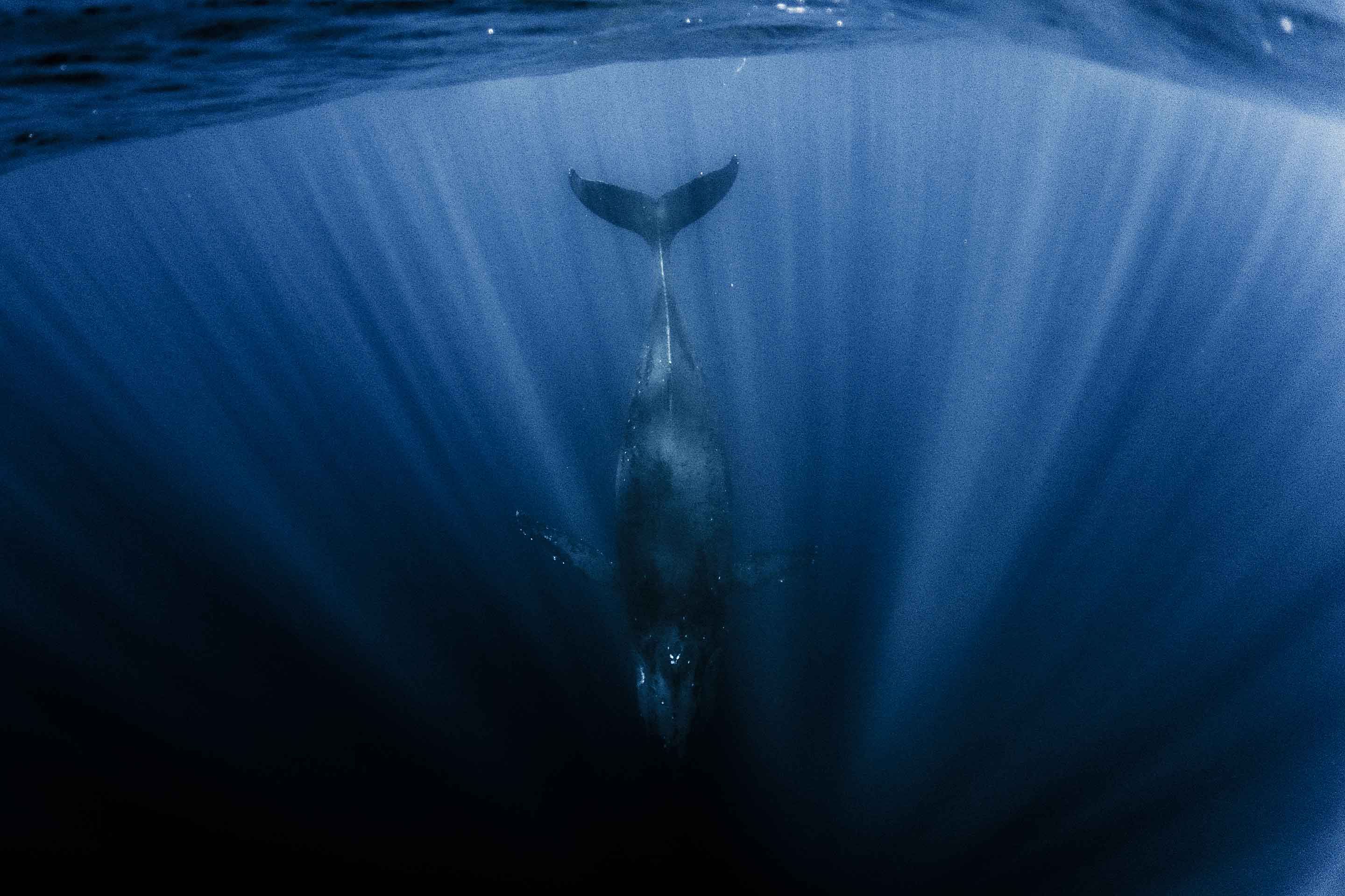 Humpback whale diving deep