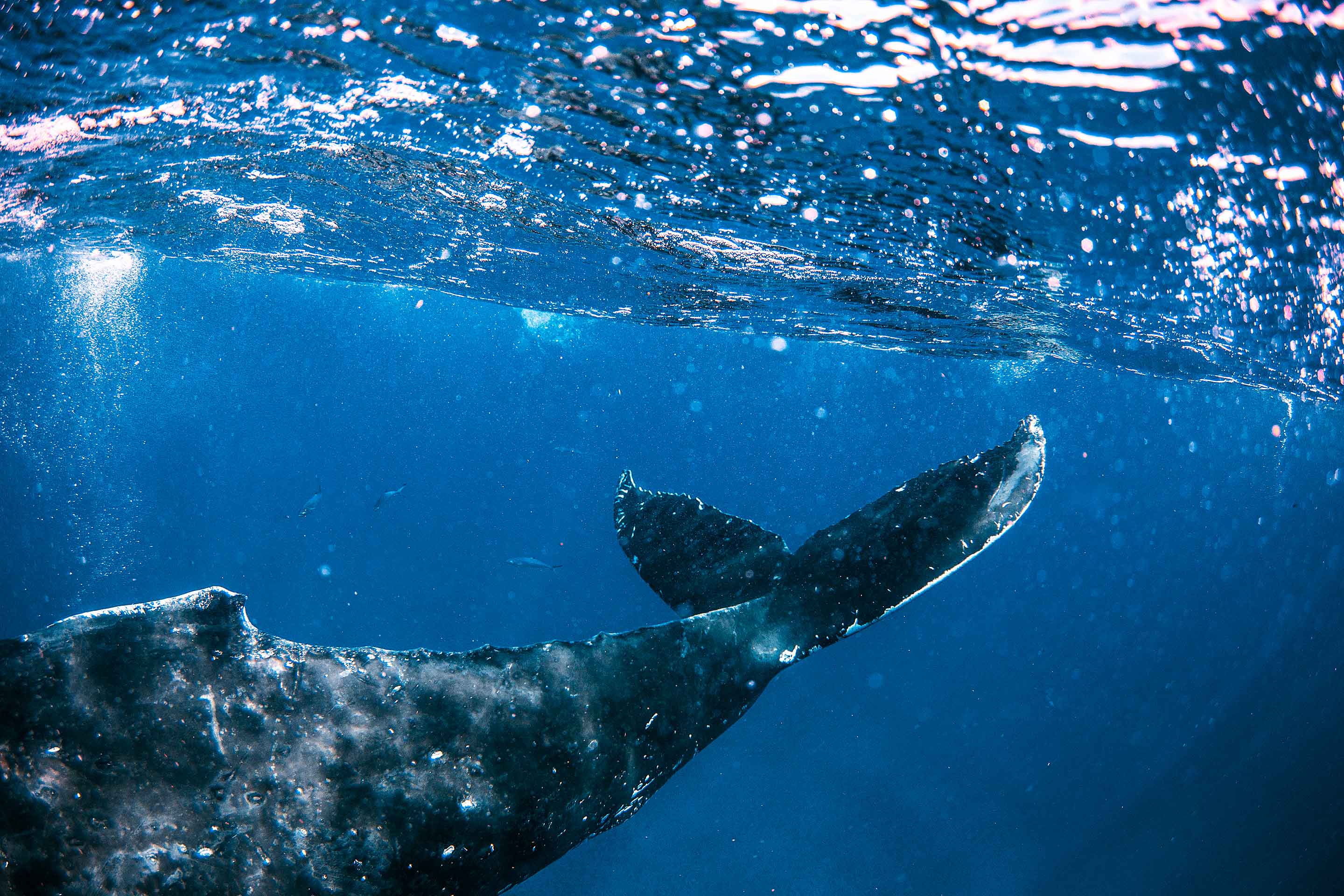Humpback whale's tail underwater