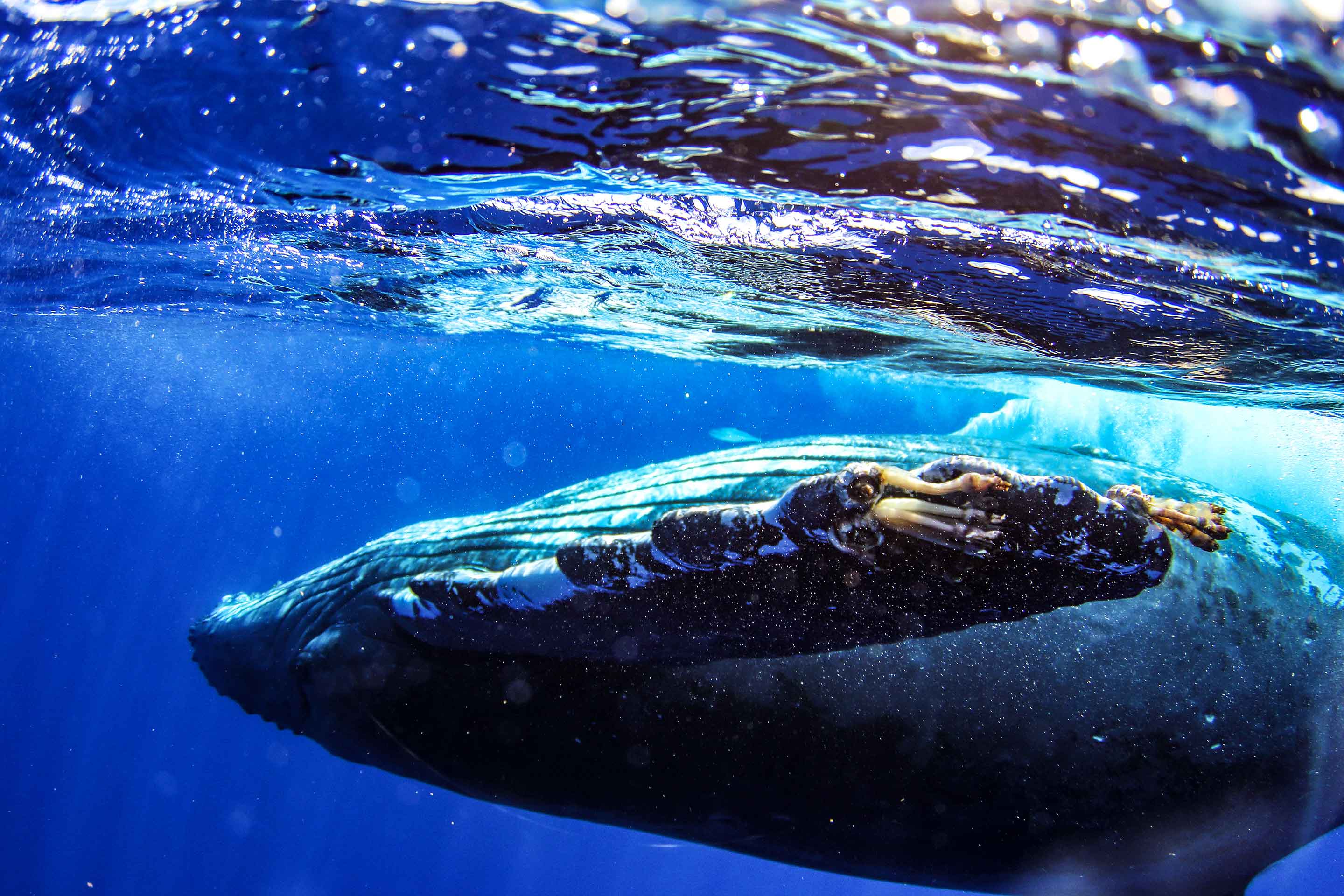 Hawaiian humpback whale swimming under Kauai waters