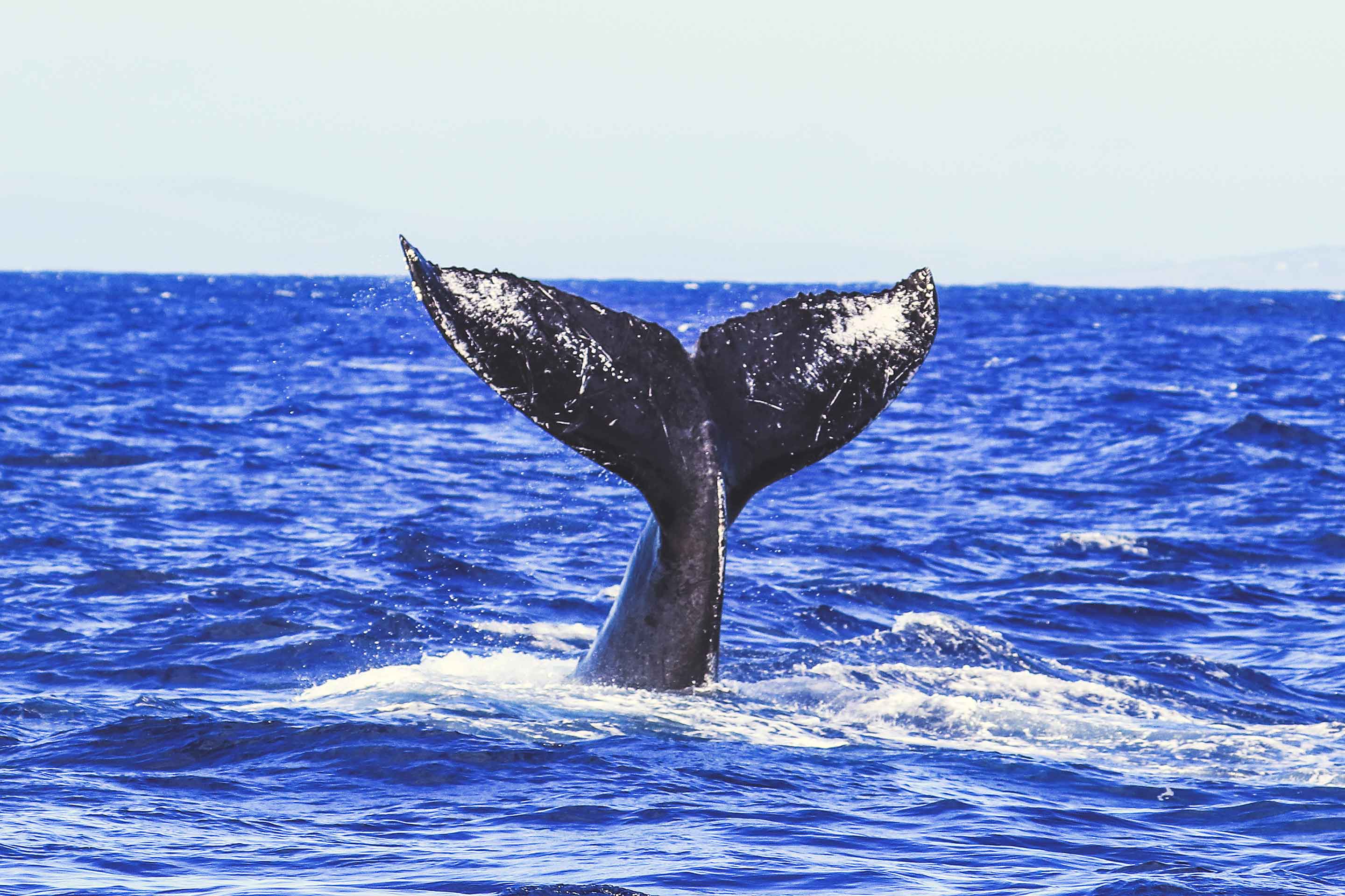 Humpback whale uses tail to wave goodbye