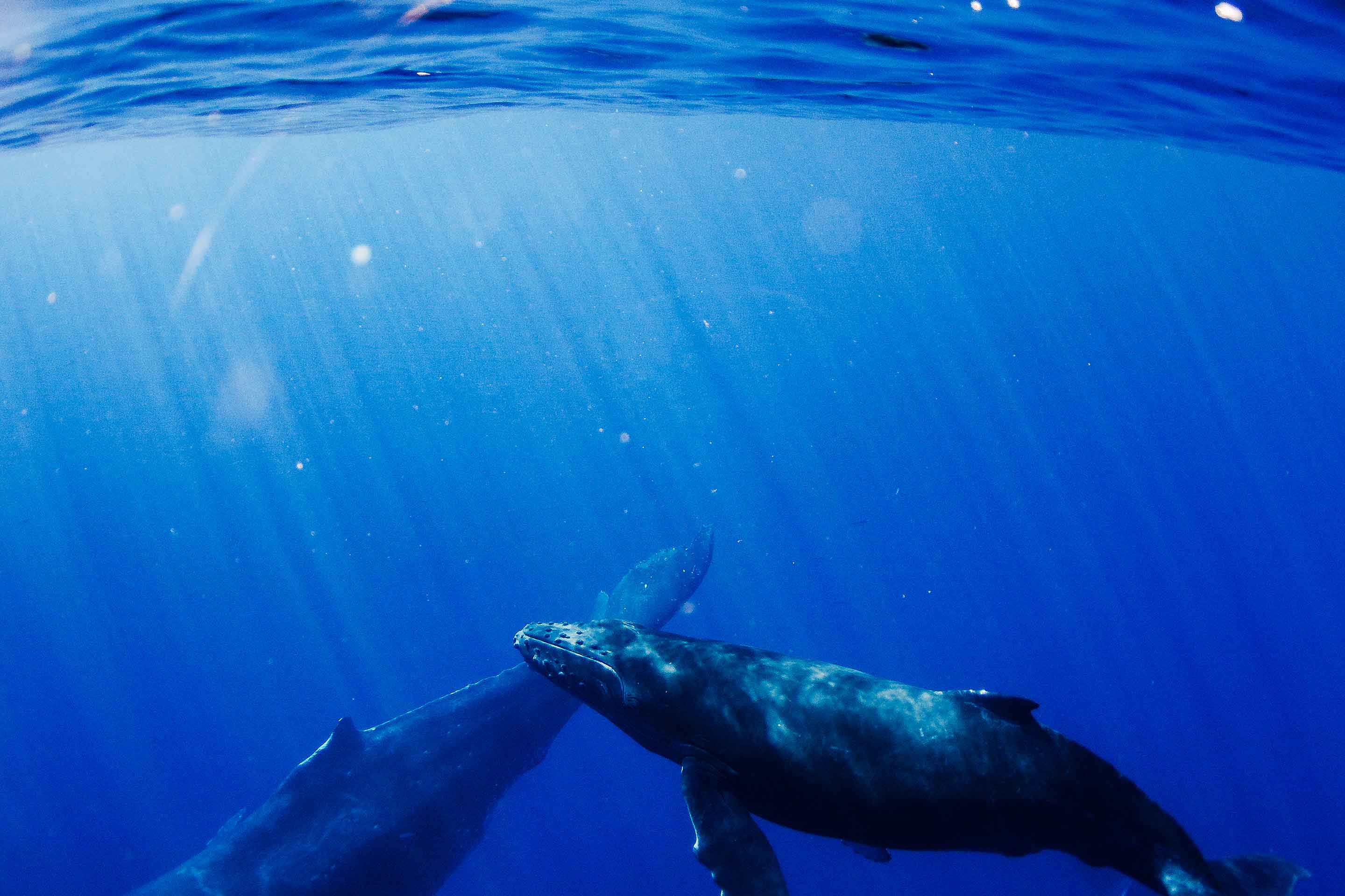 Kauai whales underwater
