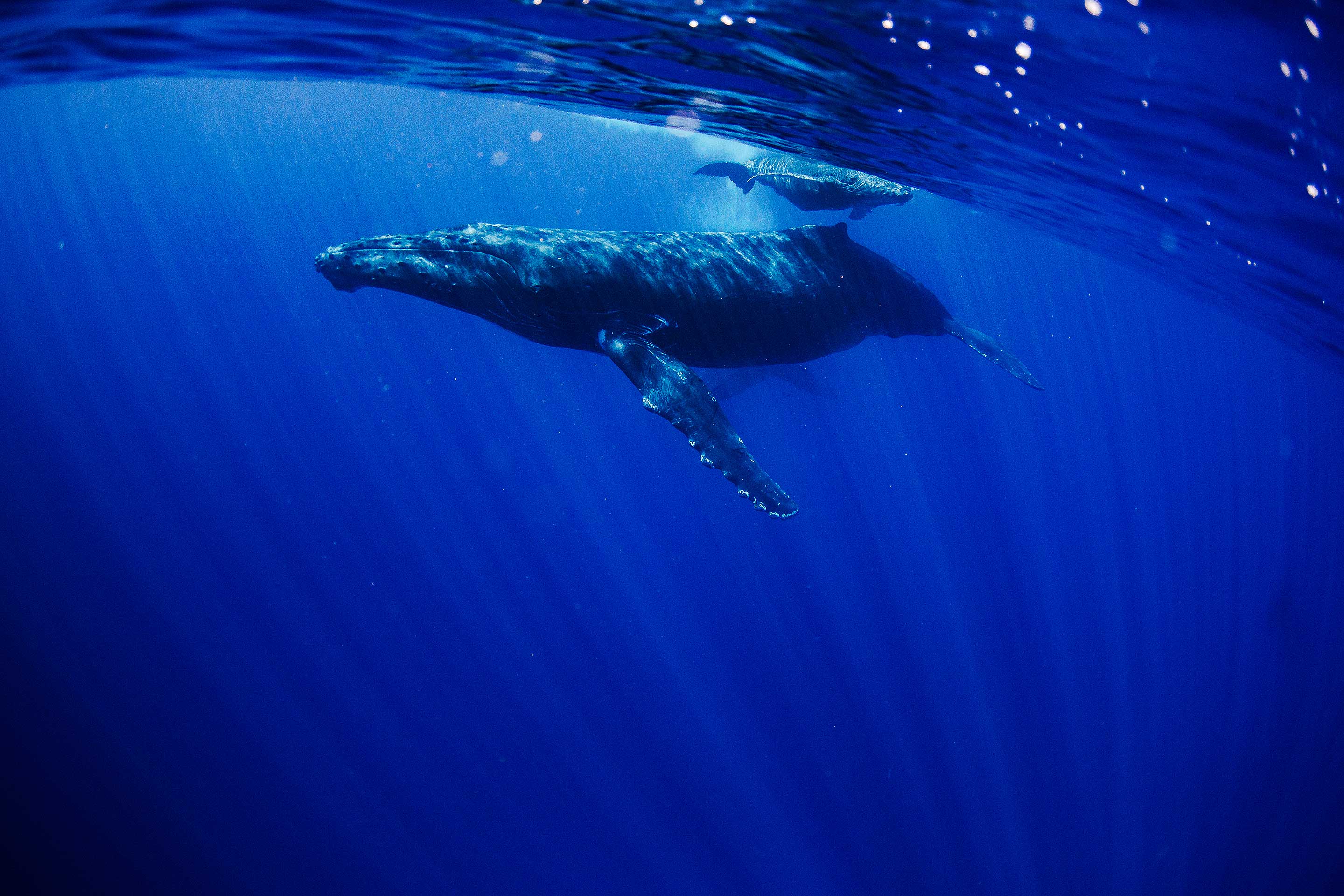 A humpback whale mother and calf swim in Hawaii